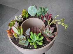 Donut Pot