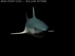 shark animated