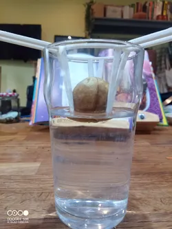 Avocado Seed Starter