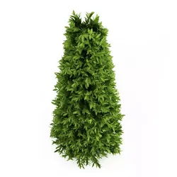Bay Laurel 2 Laurus nobilis 3D model