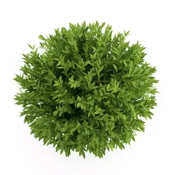 Bay Laurel Laurus nobilis 3D model