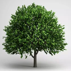CGAxis American Elm 17 3D model