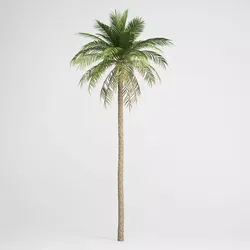 CGAxis Date Palm 03 3D model