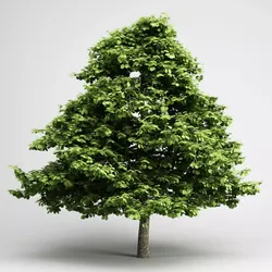 CGAxis Grey Alder 03 3D model