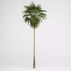 CGAxis Mexican Fan Palm 10 3D model