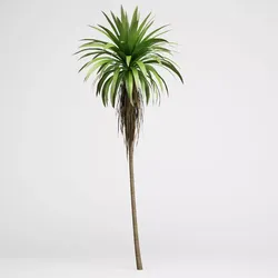 CGAxis Mountain Cabbage Tree 14 3D model