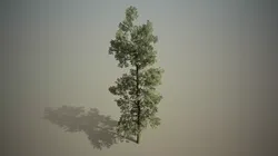 Conifer - Macedonian pine Free 3D model