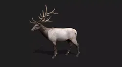 deer  Animation Free low-poly 3D model