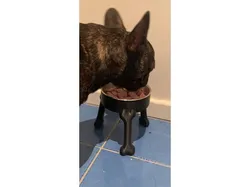 Dog Bowl Riser