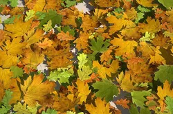 leaf collection
