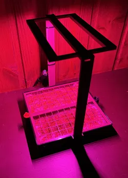 Microgreens