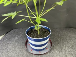 Multicolour Flowerpot / Mehrfarbiger Blumentopf