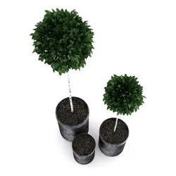 Potted Birch-Trees 3D model