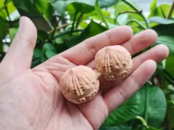 Walnut Fidget - Free 3D Print Model