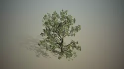 Broadleaf - Hero field Free 3D model