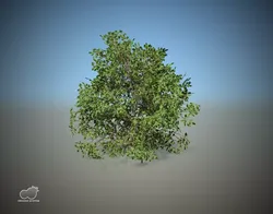 Bush - Mediterannean bush Free 3D model