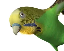 bird wing rig