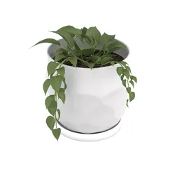 potos plant Free 3D model