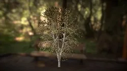 Tree (Free download)