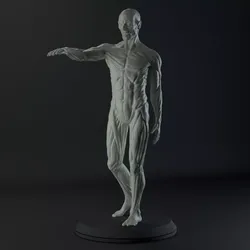 3D Male body anatomy Free 3D model