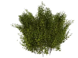 cornus alba