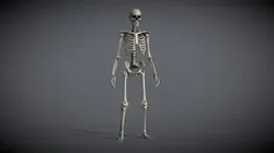 Lowpoly Human Skeleton (Rigged)