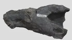 NCSM-29059