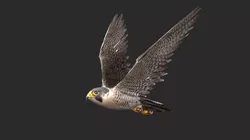 peregrine falcon Free 3D model