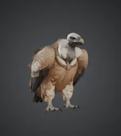 Realistic Vulture Bird Model