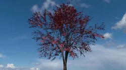 Red Japanese Tree Free 3D model