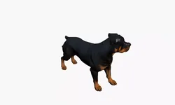 Rottweiler Dog 3D Model Realistic Guard Breed Free 3D model
