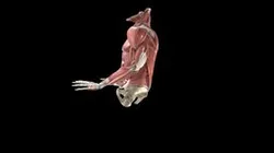Shoulder - Instability: Sulcus Sign - Male