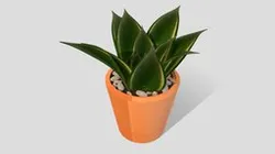 Agave Attenuata Potted Plant- Abigail Walling