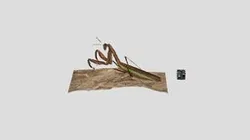 CC0 オオカマキリ ♀ Giant Mantis, Tenodera aridifolia