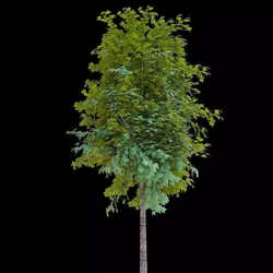 Simple Tree 3D Model Free 3D model