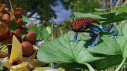 Arrow Frog rigged VR  AR  low-poly 3d model Free low-poly 3D model