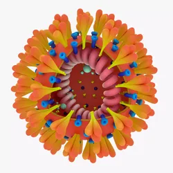 Coronavirus Free 3D model