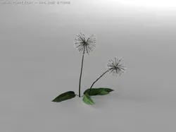 dandelion