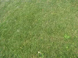 grass1 CG Textures in Other 19983