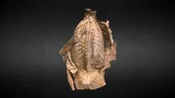 Músculos profundo Espalda/ Deep muscles of Back