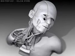 neck nerves