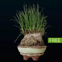 Plant Calibanus hookeri pot Free 3D model