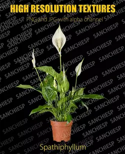 Spathiphyllum high resolution textures Texture