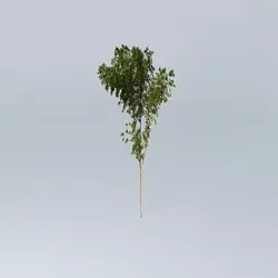 Spotted Gum Corymbia maculata 1 Free 3D model