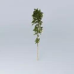 Spotted Gum Corymbia maculata 2 Free 3D model