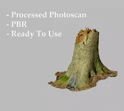 Fir Conifer Tree Trunk broken fallen Processed Scans Forest Free 3D model