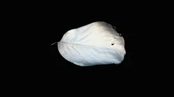 Leaf