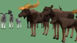 Low Poly Moose pack