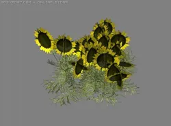 sunflower patch