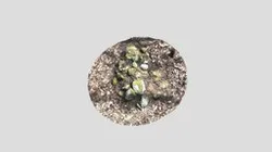 Turtle Ephigy